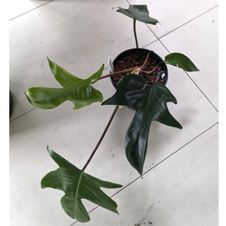 Philodendron w hydroponice MK13/12 Florida Green